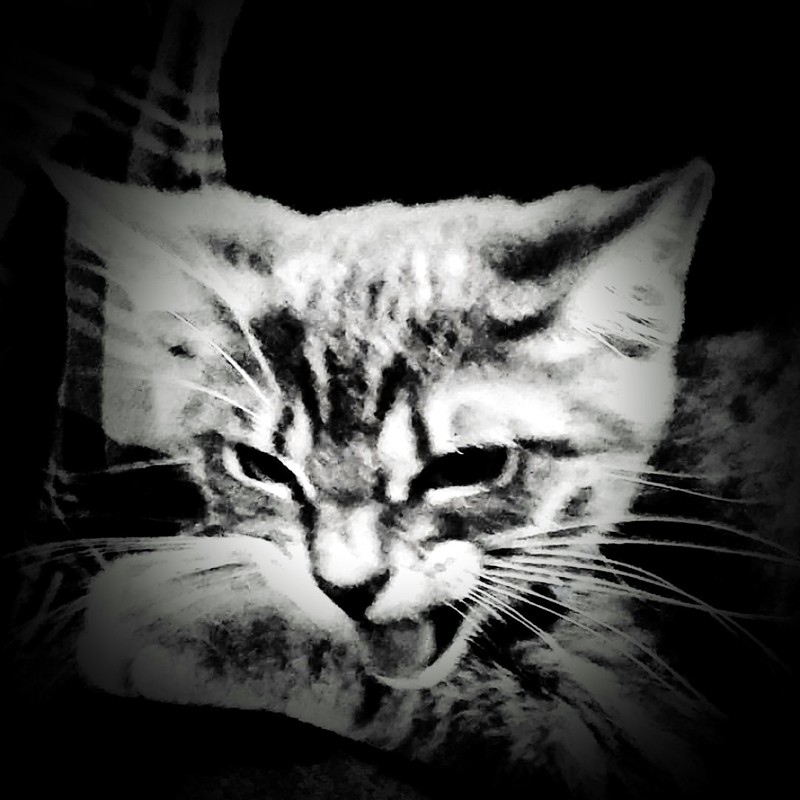 Profile picture of Luma_Chroma